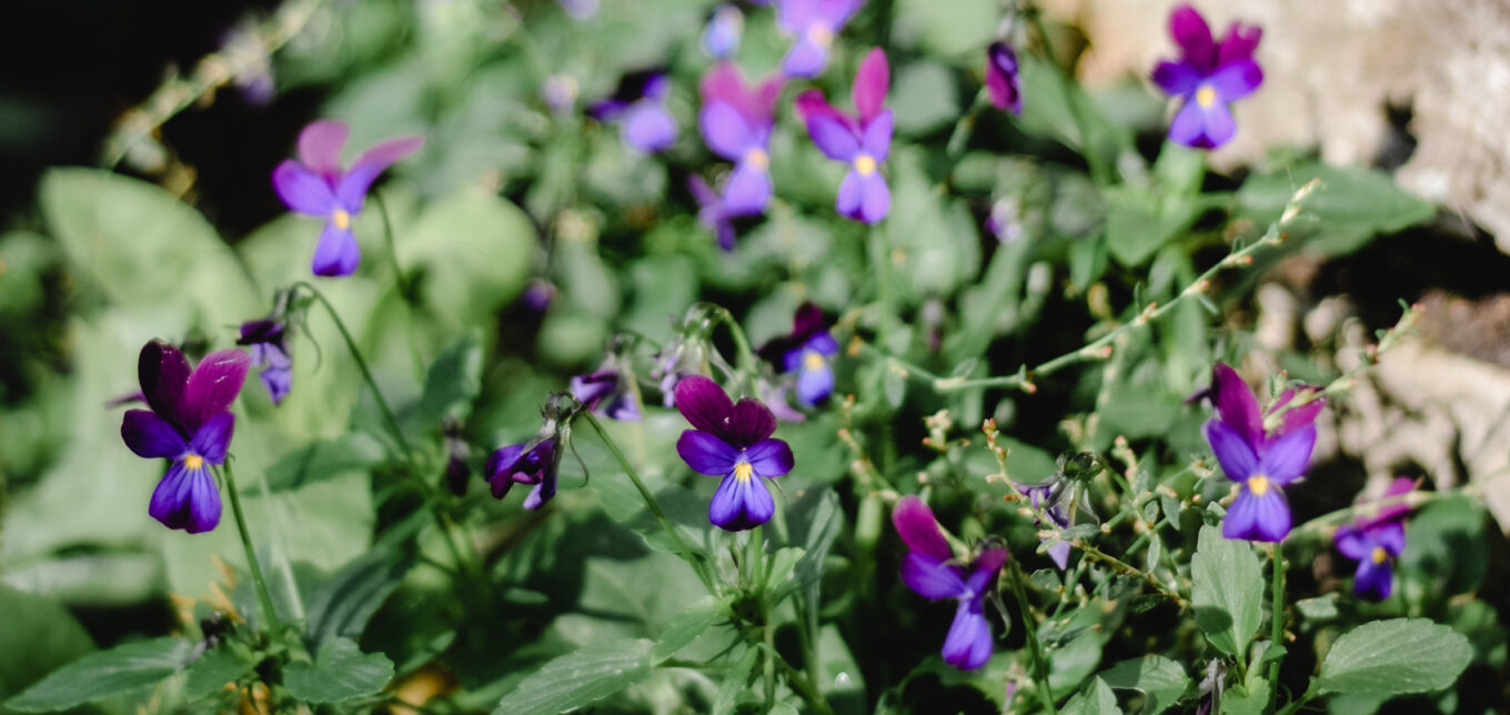 Recipes for Cooking with Edible Flowers – Mother Earth News - Vimarsana News